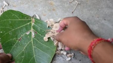 Termitomyce mantarı. Termit yuvalarıyla ilişkili yenilebilir mantar cinsidir. Bunlar zevkleriyle bilinir. Vitamin bakımından zenginler ve vücudumuzun bağışıklığını arttırıyorlar..