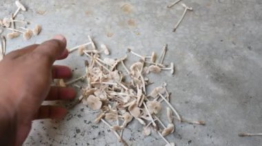 Termitomyce mantarı. Termit yuvalarıyla ilişkili yenilebilir mantar cinsidir. Bunlar zevkleriyle bilinir. Vitamin bakımından zenginler ve vücudumuzun bağışıklığını arttırıyorlar..