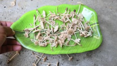 Termitomyce mantarı. Termit yuvalarıyla ilişkili yenilebilir mantar cinsidir. Bunlar zevkleriyle bilinir. Vitamin bakımından zenginler ve vücudumuzun bağışıklığını arttırıyorlar..