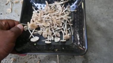 Termitomyce mantarı. Termit yuvalarıyla birlikte büyüyen yenilebilir mantar cinsidir. Vitamin açısından zenginler ve vücudumuzun bağışıklığını arttırıyorlar. Yavaş çekim videosu. 