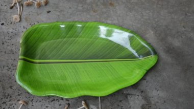 Termitomyce mantarı. Termit yuvalarıyla birlikte büyüyen yenilebilir mantar cinsidir. Vitamin açısından zenginler ve vücudumuzun bağışıklığını arttırıyorlar. Yavaş çekim videosu. 