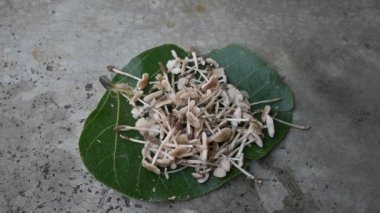 Termitomyce mantarı. Termit yuvalarıyla birlikte büyüyen yenilebilir mantar cinsidir. Vitamin açısından zenginler ve vücudumuzun bağışıklığını arttırıyorlar. Yavaş çekim videosu. 