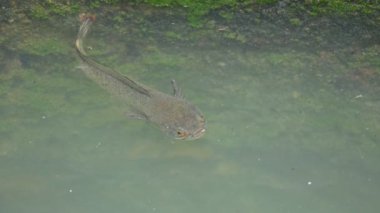 Yılankafa ya da Channa orientalis balığı. Channais Ajansı, Asya 'daki tatlı su habitatlarının yerlisi olan Channais familyasındaki yırtıcı balıkların gündemidir. Asya Yılanı Kafa bir tatlı su balığıdır..