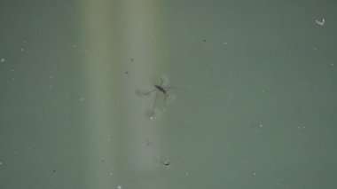 Gerridae ya da su yürüyücüleri. Hemiptera ailesi böcekleri. Diğer adı ise şiş, su motorları, böcekler, su böcekleri, gölet patencileri, su kayakçıları, planörler, su kaydırağı sinekleri..