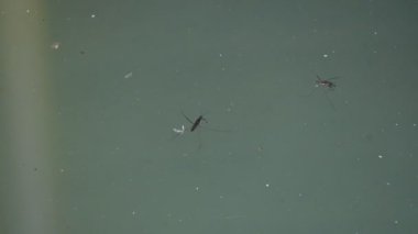 Gerridae ya da su yürüyücüleri. Hemiptera ailesi böcekleri. Diğer adı ise şiş, su motorları, böcekler, su böcekleri, gölet patencileri, su kayakçıları, planörler, su kaydırağı sinekleri..