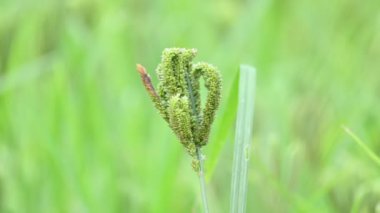 Eleusine coracana veya parmak darı bitkileri. Hindistan 'da Ragi ve Madua ve Nepal' de Kodo olarak adlandırılır. Yıllık otçul bitkidir. Afrika ve Asya 'da yaygın olarak mısır gevreği olarak yetişir..