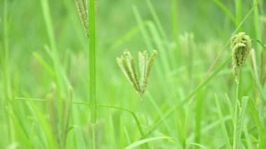 Eleusine coracana veya parmak darı bitkileri. Hindistan 'da Ragi ve Madua ve Nepal' de Kodo olarak adlandırılır. Yıllık otçul bitkidir. Afrika ve Asya 'da yaygın olarak mısır gevreği olarak yetişir..