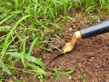 Bahçıvan elleriyle çimleri biçiyor. Bahçıvan bir çapa ile çiçek tarlasından yabani otları temizliyor. Muson mevsiminde bahçemizi temizle. Bahçe işleri..