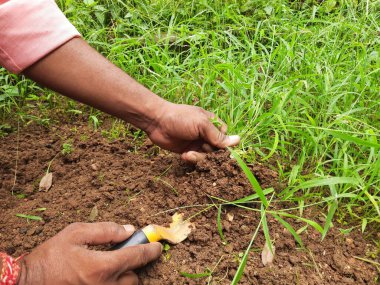 Bahçıvan elleriyle çimleri biçiyor. Bahçıvan bir çapa ile çiçek tarlasından yabani otları temizliyor. Muson mevsiminde bahçemizi temizle. Bahçe işleri..