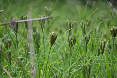 Eleusine coracana veya parmak darı bitkileri. Hindistan 'da Ragi ve Madua ve Nepal' de Kodo olarak adlandırılır. Yıllık otçul bitkidir. Afrika ve Asya 'da yaygın olarak mısır gevreği olarak yetişir..