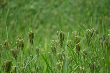 Eleusine coracana veya parmak darı bitkileri. Hindistan 'da Ragi ve Madua ve Nepal' de Kodo olarak adlandırılır. Yıllık otçul bitkidir. Afrika ve Asya 'da yaygın olarak mısır gevreği olarak yetişir..
