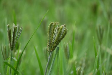 Eleusine coracana veya parmak darı bitkileri. Hindistan 'da Ragi ve Madua ve Nepal' de Kodo olarak adlandırılır. Yıllık otçul bitkidir. Afrika ve Asya 'da yaygın olarak mısır gevreği olarak yetişir..