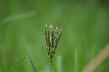 Eleusine coracana veya parmak darı bitkileri. Hindistan 'da Ragi ve Madua ve Nepal' de Kodo olarak adlandırılır. Yıllık otçul bitkidir. Afrika ve Asya 'da yaygın olarak mısır gevreği olarak yetişir..