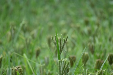 Eleusine coracana veya parmak darı bitkileri. Hindistan 'da Ragi ve Madua ve Nepal' de Kodo olarak adlandırılır. Yıllık otçul bitkidir. Afrika ve Asya 'da yaygın olarak mısır gevreği olarak yetişir..