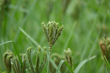 Eleusine coracana veya parmak darı bitkileri. Hindistan 'da Ragi ve Madua ve Nepal' de Kodo olarak adlandırılır. Yıllık otçul bitkidir. Afrika ve Asya 'da yaygın olarak mısır gevreği olarak yetişir..