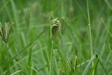 Eleusine coracana veya parmak darı bitkileri. Hindistan 'da Ragi ve Madua ve Nepal' de Kodo olarak adlandırılır. Yıllık otçul bitkidir. Afrika ve Asya 'da yaygın olarak mısır gevreği olarak yetişir..