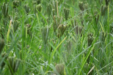 Eleusine coracana veya parmak darı bitkileri. Hindistan 'da Ragi ve Madua ve Nepal' de Kodo olarak adlandırılır. Yıllık otçul bitkidir. Afrika ve Asya 'da yaygın olarak mısır gevreği olarak yetişir..