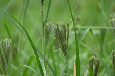 Eleusine coracana veya parmak darı bitkileri. Hindistan 'da Ragi ve Madua ve Nepal' de Kodo olarak adlandırılır. Yıllık otçul bitkidir. Afrika ve Asya 'da yaygın olarak mısır gevreği olarak yetişir..