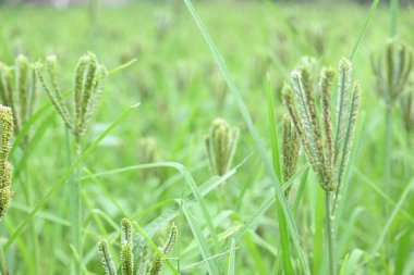 Eleusine coracana veya parmak darı bitkileri. Hindistan 'da Ragi ve Madua ve Nepal' de Kodo olarak adlandırılır. Yıllık otçul bitkidir. Afrika ve Asya 'da yaygın olarak mısır gevreği olarak yetişir..