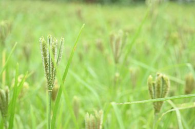 Eleusine coracana veya parmak darı bitkileri. Hindistan 'da Ragi ve Madua ve Nepal' de Kodo olarak adlandırılır. Yıllık otçul bitkidir. Afrika ve Asya 'da yaygın olarak mısır gevreği olarak yetişir..