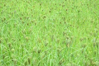 Eleusine coracana veya parmak darı bitkileri. Hindistan 'da Ragi ve Madua ve Nepal' de Kodo olarak adlandırılır. Yıllık otçul bitkidir. Afrika ve Asya 'da yaygın olarak mısır gevreği olarak yetişir..