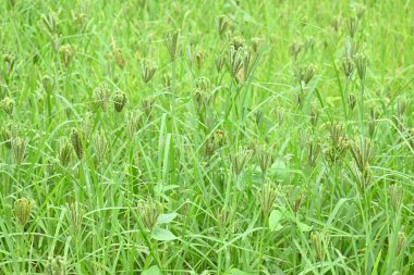 Eleusine coracana veya parmak darı bitkileri. Hindistan 'da Ragi ve Madua ve Nepal' de Kodo olarak adlandırılır. Yıllık otçul bitkidir. Afrika ve Asya 'da yaygın olarak mısır gevreği olarak yetişir..