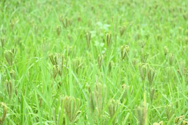 Eleusine coracana veya parmak darı bitkileri. Hindistan 'da Ragi ve Madua ve Nepal' de Kodo olarak adlandırılır. Yıllık otçul bitkidir. Afrika ve Asya 'da yaygın olarak mısır gevreği olarak yetişir..