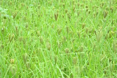 Eleusine coracana veya parmak darı bitkileri. Hindistan 'da Ragi ve Madua ve Nepal' de Kodo olarak adlandırılır. Yıllık otçul bitkidir. Afrika ve Asya 'da yaygın olarak mısır gevreği olarak yetişir..