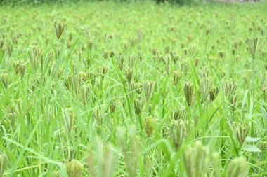 Eleusine coracana veya parmak darı bitkileri. Hindistan 'da Ragi ve Madua ve Nepal' de Kodo olarak adlandırılır. Yıllık otçul bitkidir. Afrika ve Asya 'da yaygın olarak mısır gevreği olarak yetişir..