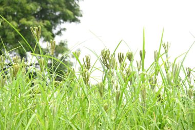 Eleusine coracana or finger millet plants. It is called Ragi and madua in India and Kodo in Nepal. It  is an annual herbaceous plant. Its widely grown as a cereal crop in the in Africa and Asia. clipart