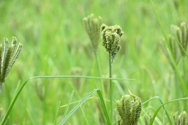 Eleusine coracana veya parmak darı bitkileri. Hindistan 'da Ragi ve Madua ve Nepal' de Kodo olarak adlandırılır. Yıllık otçul bitkidir. Afrika ve Asya 'da yaygın olarak mısır gevreği olarak yetişir..