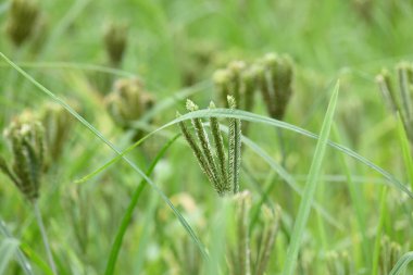Eleusine coracana veya parmak darı bitkileri. Hindistan 'da Ragi ve Madua ve Nepal' de Kodo olarak adlandırılır. Yıllık otçul bitkidir. Afrika ve Asya 'da yaygın olarak mısır gevreği olarak yetişir..