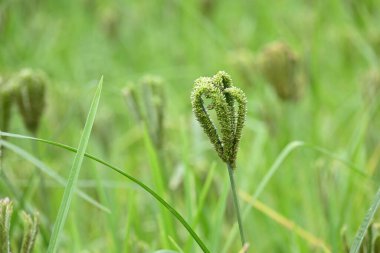 Eleusine coracana veya parmak darı bitkileri. Hindistan 'da Ragi ve Madua ve Nepal' de Kodo olarak adlandırılır. Yıllık otçul bitkidir. Afrika ve Asya 'da yaygın olarak mısır gevreği olarak yetişir..