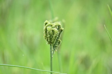 Eleusine coracana veya parmak darı bitkileri. Hindistan 'da Ragi ve Madua ve Nepal' de Kodo olarak adlandırılır. Yıllık otçul bitkidir. Afrika ve Asya 'da yaygın olarak mısır gevreği olarak yetişir..