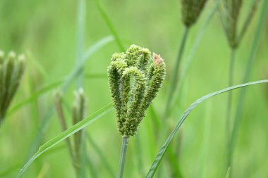 Eleusine coracana veya parmak darı bitkileri. Hindistan 'da Ragi ve Madua ve Nepal' de Kodo olarak adlandırılır. Yıllık otçul bitkidir. Afrika ve Asya 'da yaygın olarak mısır gevreği olarak yetişir..