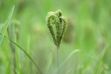 Eleusine coracana veya parmak darı bitkileri. Hindistan 'da Ragi ve Madua ve Nepal' de Kodo olarak adlandırılır. Yıllık otçul bitkidir. Afrika ve Asya 'da yaygın olarak mısır gevreği olarak yetişir..