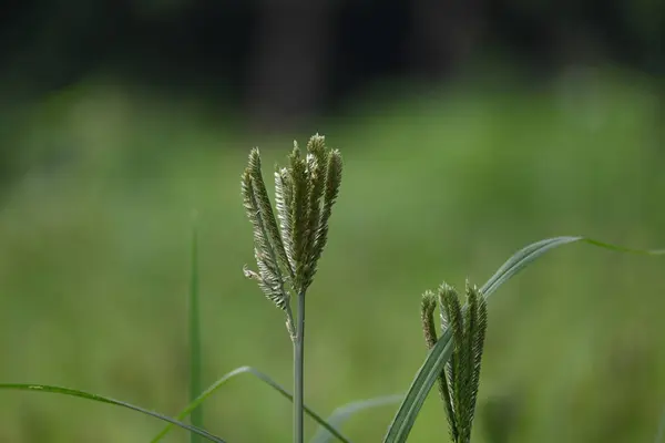 Eleusine coracana veya parmak darı bitkileri. Hindistan 'da Ragi ve Madua ve Nepal' de Kodo olarak adlandırılır. Yıllık otçul bitkidir. Afrika ve Asya 'da yaygın olarak mısır gevreği olarak yetişir..