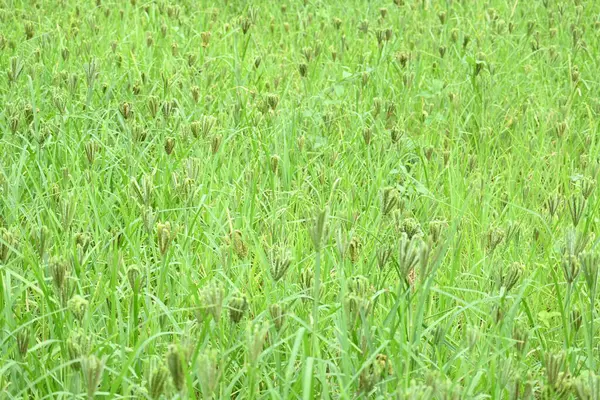 Eleusine coracana veya parmak darı bitkileri. Hindistan 'da Ragi ve Madua ve Nepal' de Kodo olarak adlandırılır. Yıllık otçul bitkidir. Afrika ve Asya 'da yaygın olarak mısır gevreği olarak yetişir..