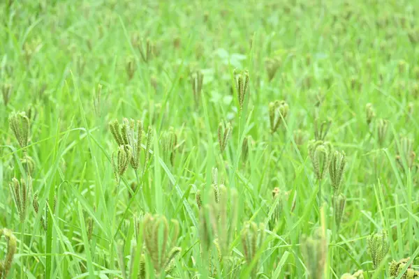 Eleusine coracana veya parmak darı bitkileri. Hindistan 'da Ragi ve Madua ve Nepal' de Kodo olarak adlandırılır. Yıllık otçul bitkidir. Afrika ve Asya 'da yaygın olarak mısır gevreği olarak yetişir..