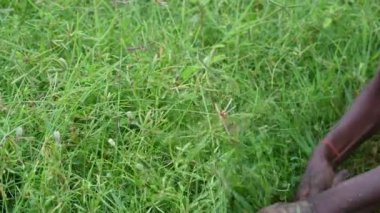 Orak 'tan çim biçen çiftçi. Hintli bir çiftçi hayvanları için çim biçiyor. Hindistan çim biçme aletleri. 