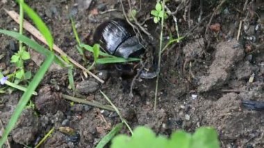 Gübre böcekleri dışkı yiyen böceklerdir. Bunlar bir gecede birçok kez gübre gömebilir. Gübre böceklerinin çoğu yuvarlak topların içine gübre doldurur. Bu gübre de yiyecek kaynağı olarak kullanılır..