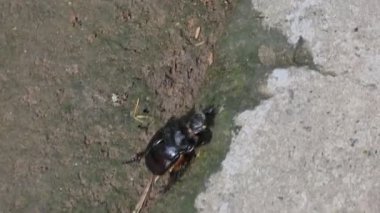 Gübre böcekleri dışkı yiyen böceklerdir. Bunlar bir gecede birçok kez gübre gömebilir. Gübre böceklerinin çoğu yuvarlak topların içine gübre doldurur. Bu gübre de yiyecek kaynağı olarak kullanılır..