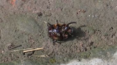 Gübre böcekleri dışkı yiyen böceklerdir. Bunlar bir gecede birçok kez gübre gömebilir. Gübre böceklerinin çoğu yuvarlak topların içine gübre doldurur. Bu gübre de yiyecek kaynağı olarak kullanılır..