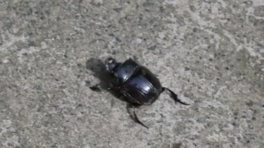 Gübre böcekleri dışkı yiyen böceklerdir. Bunlar bir gecede birçok kez gübre gömebilir. Gübre böceklerinin çoğu yuvarlak topların içine gübre doldurur. Bu gübre de yiyecek kaynağı olarak kullanılır..