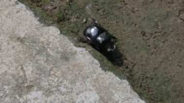 Gübre böcekleri dışkı yiyen böceklerdir. Bunlar bir gecede birçok kez gübre gömebilir. Gübre böceklerinin çoğu yuvarlak topların içine gübre doldurur. Bu gübre de yiyecek kaynağı olarak kullanılır..