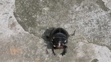 Gübre böcekleri dışkı yiyen böceklerdir. Bunlar bir gecede birçok kez gübre gömebilir. Gübre böceklerinin çoğu yuvarlak topların içine gübre doldurur. Bu gübre de yiyecek kaynağı olarak kullanılır..