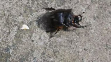 Gübre böcekleri dışkı yiyen böceklerdir. Bunlar bir gecede birçok kez gübre gömebilir. Gübre böceklerinin çoğu yuvarlak topların içine gübre doldurur. Bu gübre de yiyecek kaynağı olarak kullanılır..