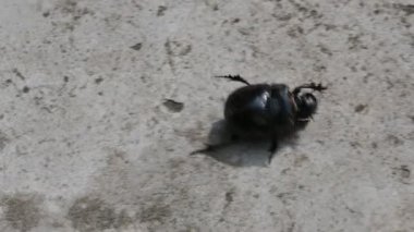 Gübre böcekleri dışkı yiyen böceklerdir. Bunlar bir gecede birçok kez gübre gömebilir. Gübre böceklerinin çoğu yuvarlak topların içine gübre doldurur. Bu gübre de yiyecek kaynağı olarak kullanılır..