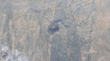 Nehir kıyısındaki salyangoz. Salyangoz suda yaşayan bir organizmadır ama hem suda hem de karada yaşayabilir. Kabuğu onu yırtıcılardan korur. Küçük böcekleri yer..