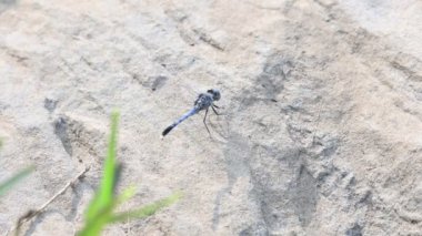 Önemsiz şeyleri dengelemek. Libellulidae familyasından bir yusufçuk türü. Küçük yusufçukların mavi gözleri vardır. Diğer adı da perçin balığı ve toprak kaymağı. 4k video. 